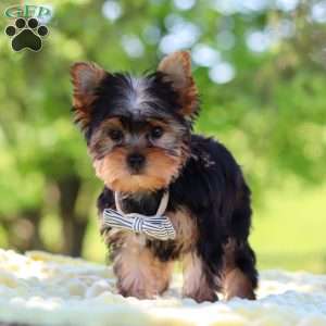 Bolt, Yorkie Puppy
